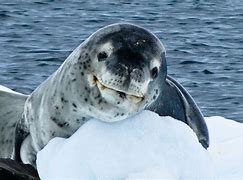 Image result for Leopard Seal Antarctica