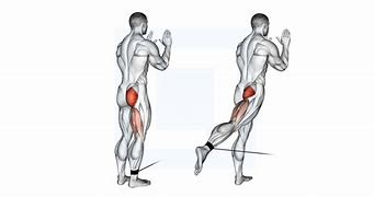 Image result for Hip Extension Pulley