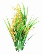 Image result for Rice Field Victor PNG