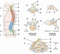 Image result for Vertebral Column and Spinal Nerves