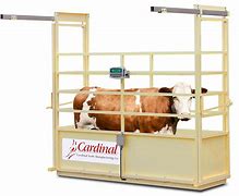 Image result for Livestock Scale with Cage