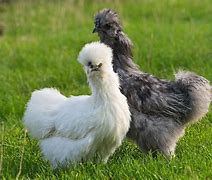 Image result for Gray Silkie Chicken