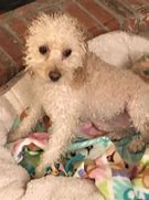 Image result for Poodle Terrier Mix