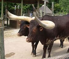 Image result for Bos Taurus