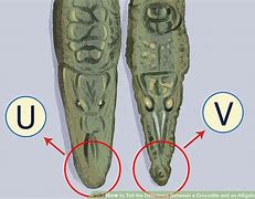 Image result for Croc vs Alligator Snout