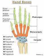 Image result for Finger Labels