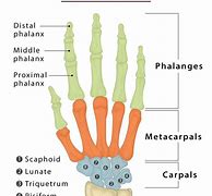 Image result for Skeletal Hand and Arm