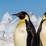 Image result for Linux Penguin Eating Fish