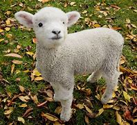 Image result for Cute Lamb Face