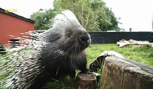 Image result for Leopard Whiskers