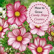 Image result for Cosmos Candy Stripe