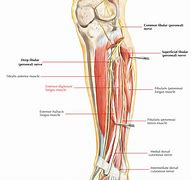 Image result for Extensor Digitorum Foot Pain