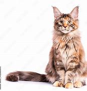 Image result for maine coon cat kitten