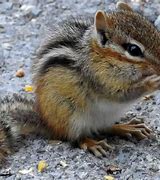 Image result for Animals Eating Corn