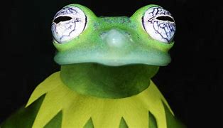 Image result for Kermit the Frog with Glasses