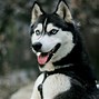 Image result for Husky Dog Harness