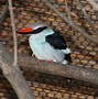 Image result for Blue Kingfisher In Borneo Rainforest