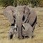 Image result for Baby Elephant Facts