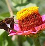 Image result for Amazing Butterflies