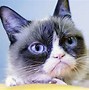 Image result for Grumpy Cat Species