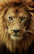 Image result for Pictures of African Male Lions