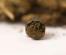 Image result for Cannabis/Hash