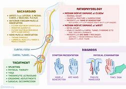 Image result for Median Nerve Distribution Arm