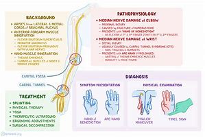 Image result for Hand Nerve Innervation