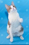 Image result for Gray Cat with Spots