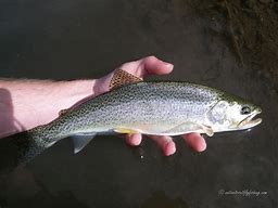 Image result for Fly Fishing Cutthroat Trout