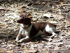 Image result for Chocolate Rat Terrier