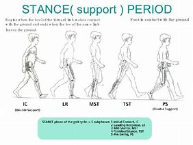 Image result for Normal Gait Cycle