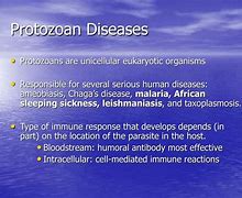 Image result for Protozoan