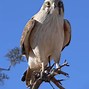 Image result for Human Hawk