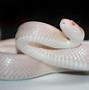 Image result for Corn Snake Arkansas