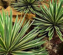 Image result for Agave Plant Varieties