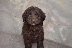 Image result for Chocolate Labradoodle