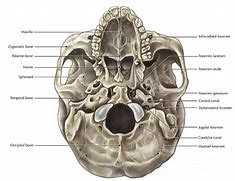 Image result for Skull Inferior View