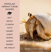 Image result for Hermit Crab