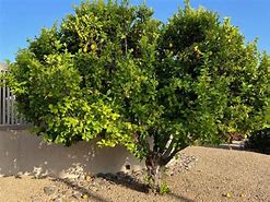 Image result for Citrus Lemon Tree