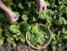 Image result for Female Spinach Plant