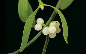 Image result for Mistletoe Seeds