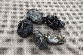 Image result for Dormouse Teeth in Owl Pellets