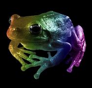 Image result for Rainbow Frog