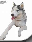 Image result for Hades Dog