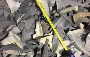 Image result for Dried Shark Fin