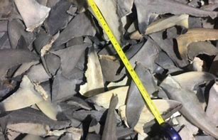 Image result for Dried Shark Fin