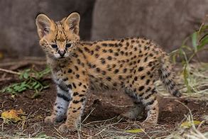 Image result for Full-Grown Serval Cat