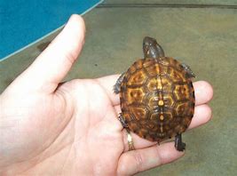 Image result for Woodland Box Turtle