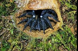 Image result for Malaysian Trapdoor Spider